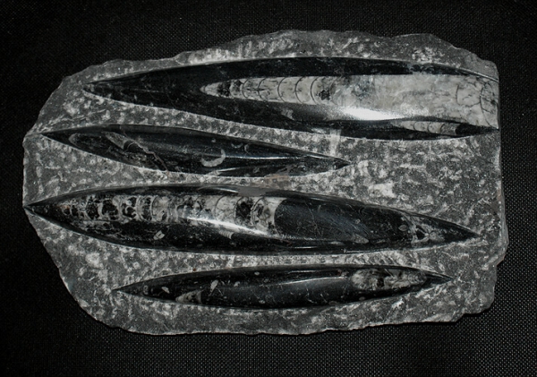Orthoceras